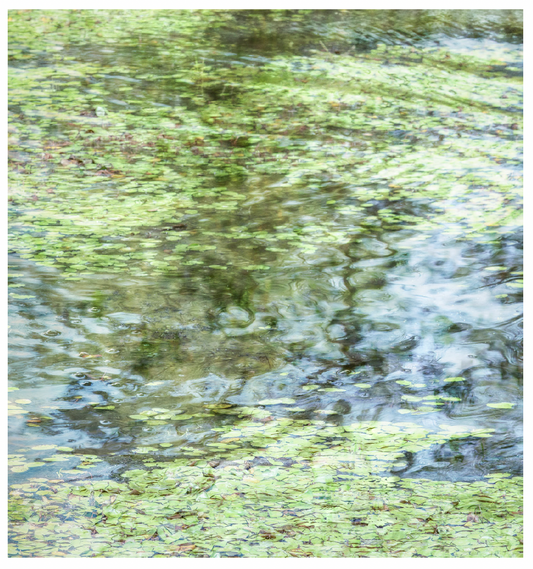 Deb Shannan - 5. Lily Spring Pond
